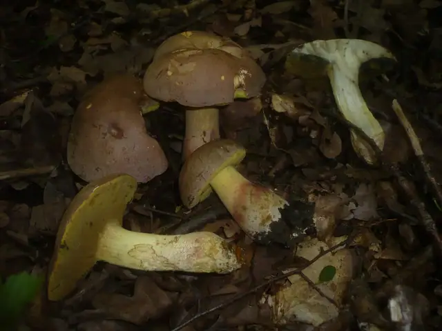 Borowik blednący (Butyriboletus fechtneri)