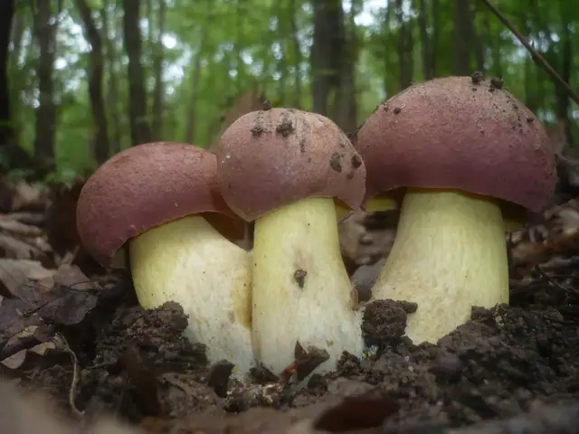 Borowik brązoworóżowy (Butyriboletus fuscoroseus)