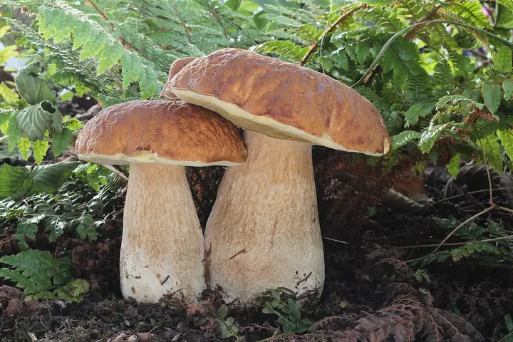 Borowik brzozowy (Boletus betulicola)