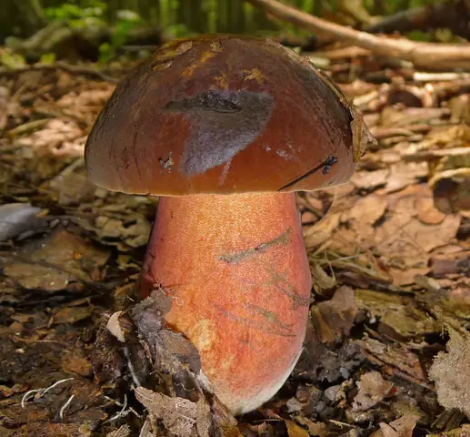Borowik ceglastopory (Neoboletus erythropus)