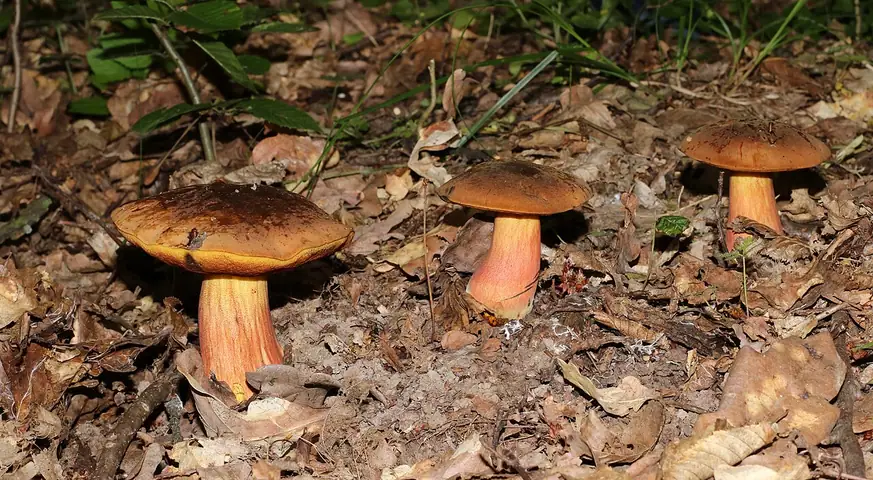 Borowik ceglastopory odmiana żonkilowa (Neoboletus luridiformis)