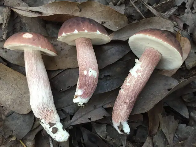 Borowik fioletowobrązowy (Xanthoconium separans)