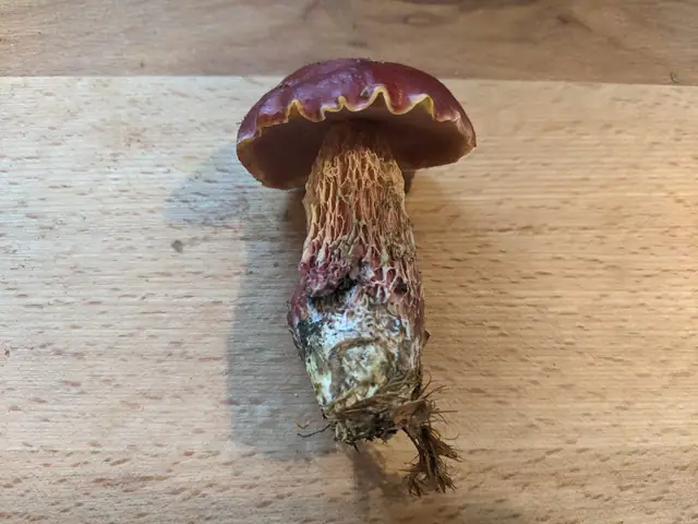 Exsudoporus frostii