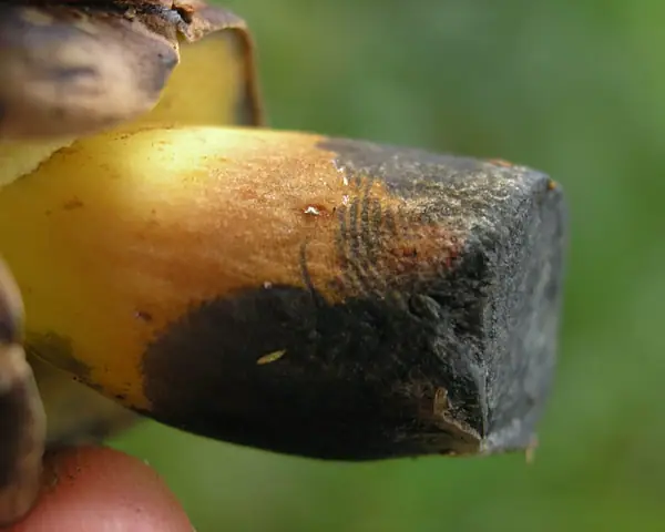 Borowik klinowotrzonowy (Cyanoboletus pulverulentus)