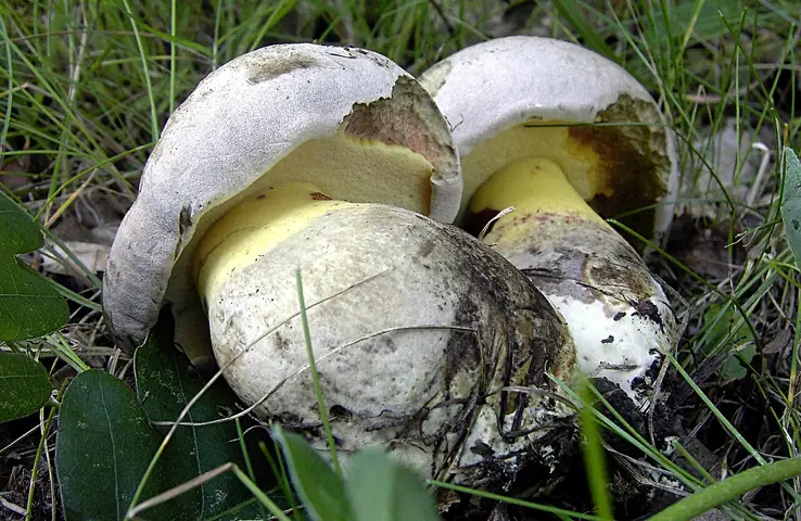Borowik korzeniasty (Caloboletus radicans)