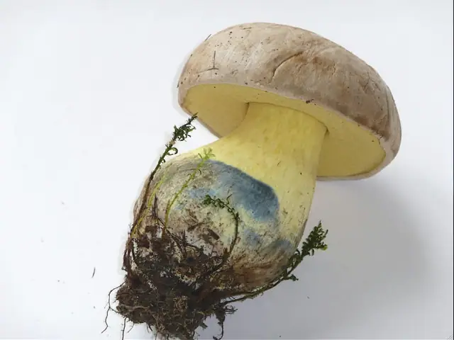 Borowik korzeniasty (Caloboletus radicans)
