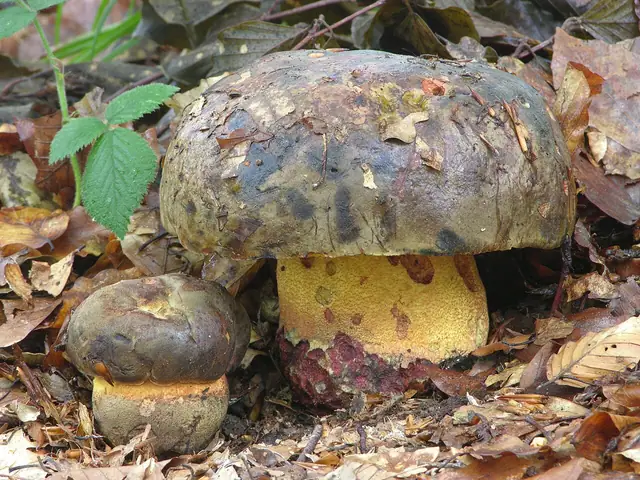 Borowik krępy (Imperator torosus)