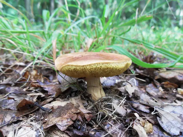 Borowik morawski (Aureoboletus moravicus)