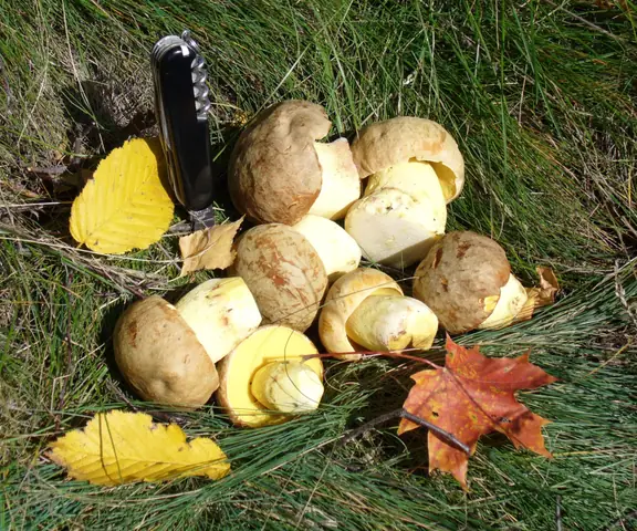 Borowik płowy (Hemileccinum impolitum)