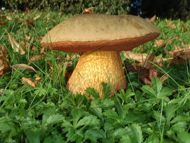 Borowik ponury (Suillellus luridus)