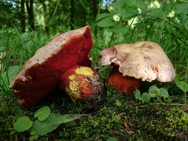 Borowik purpurowy (Suillellus rhodoxanthus)