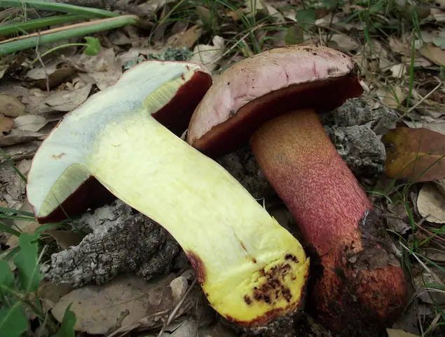 Borowik purpurowy (Suillellus rhodoxanthus)