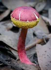 Borowik rabarbarowy (Boletellus obscurecoccineus)