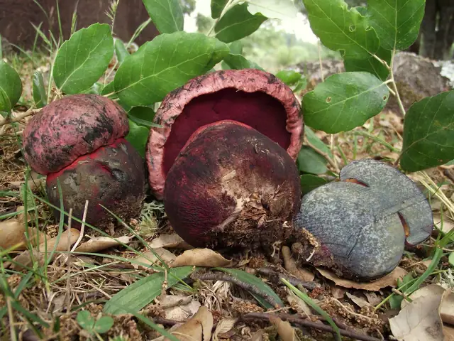 Borowik rudopurpurowy (Imperator rhodopurpureus)