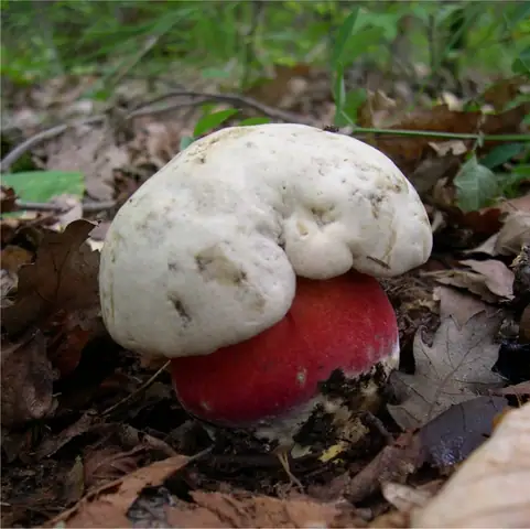 Borowik szatański (Rubroboletus satanas)