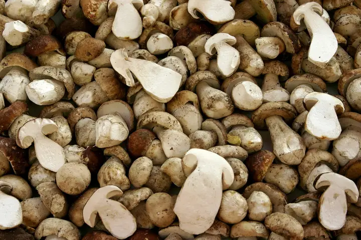 Borowik szlachetny (Boletus edulis)