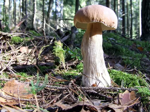 Borowik szlachetny odmiana cytrynowa (Boletus edulis var. clavipes)