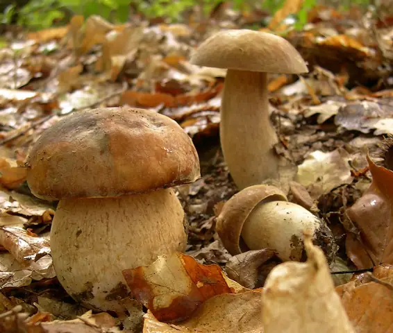 Borowik usiatkowany (Boletus reticulatus)