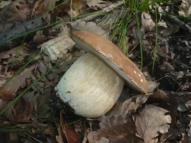 Borowik usiatkowany (Boletus reticulatus)