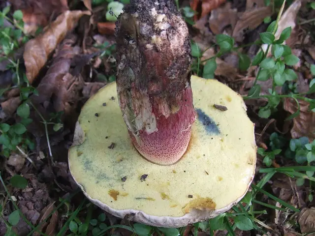 Borowik żółtopory (Caloboletus calopus)