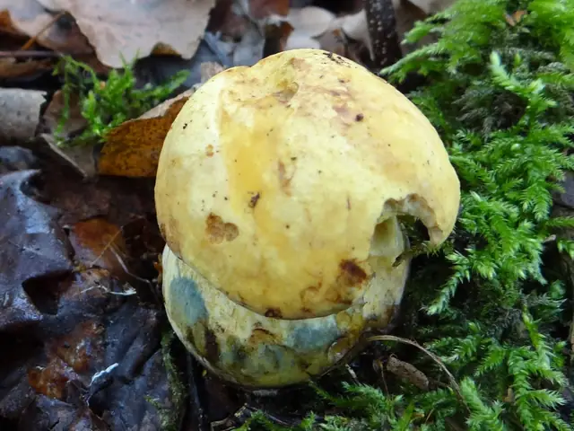 Borowik żonkilowy (Sutorius junquilleus)