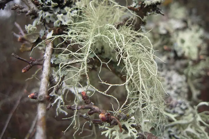 Brodaczka kędzierzawa (Usnea subfloridana)