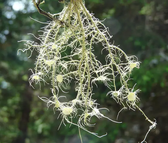 Brodaczka nadobna (Usnea florida)