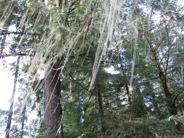 Brodaczka najdłuższa (Usnea longissima)