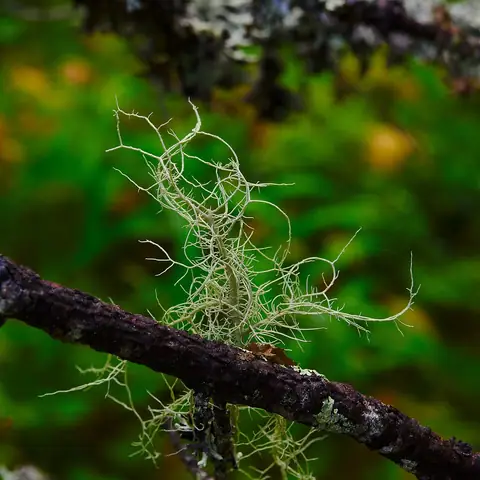 Brodaczka sorediowa (Usnea lapponica)