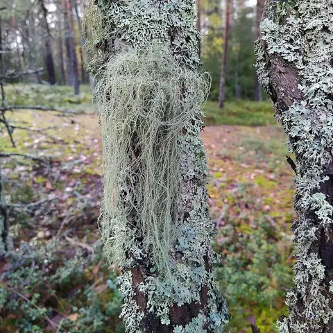 Brodaczka zwyczajna (Usnea dasopoga)