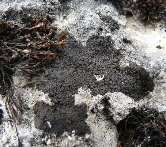 Brodawnica czarniawa (Verrucaria nigrescens)