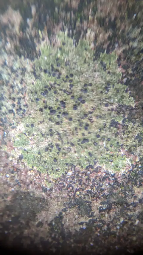 Brodawnica zielonawa (Verrucaria viridula)