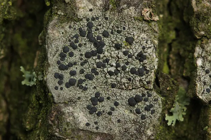 Brudziec kropkowaty (Amandinea punctata)