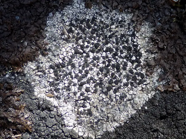 Brunatka graniasta (Buellia aethalea)