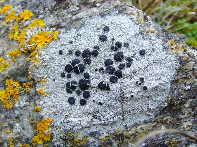 Brunetka nadobna (Tephromela atra)