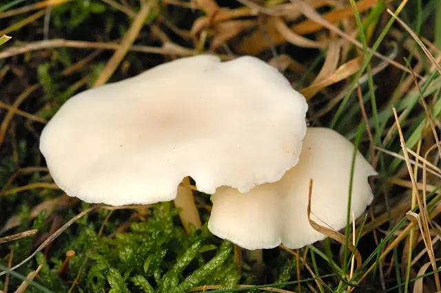 Bruzdniczek cienkokapeluszowy (Clitopilus scyphoides var. scyphoides)