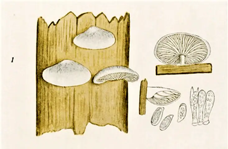 Bruzdniczek krótkotrzonowy (Clitopilus pinsitus)