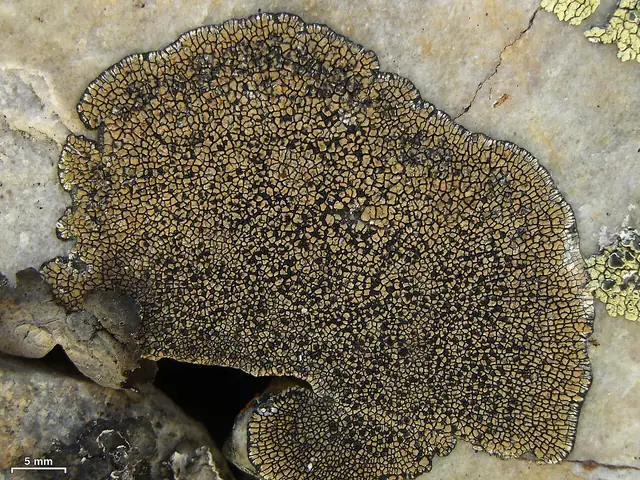 Bruzdniczka skorupkowata (Sporastatia testudinea)