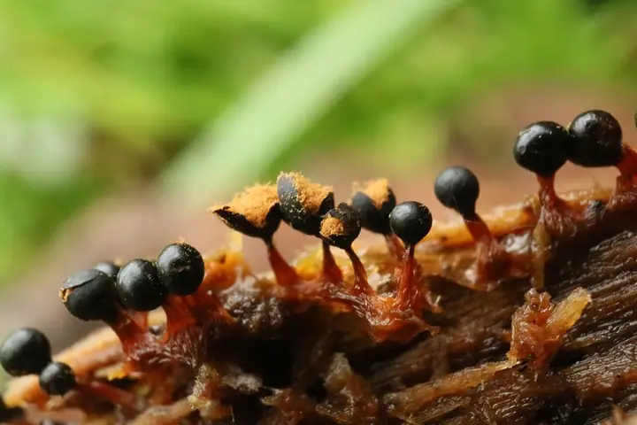 Bukietek wysmukły (Metatrichia floriformis)