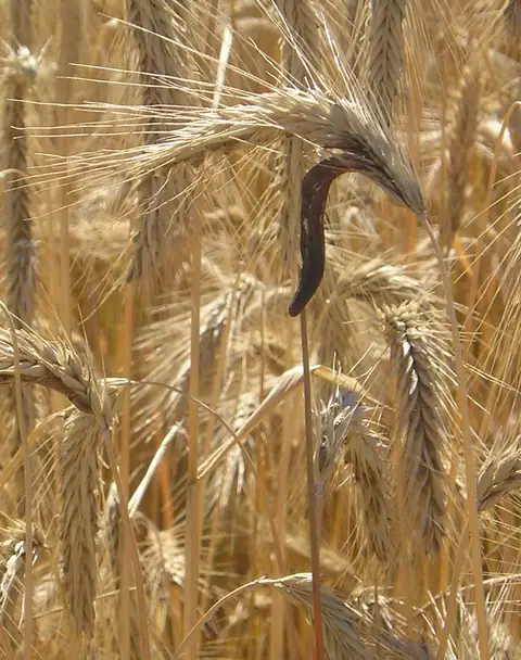 Buławinka czerwona (Claviceps purpurea)
