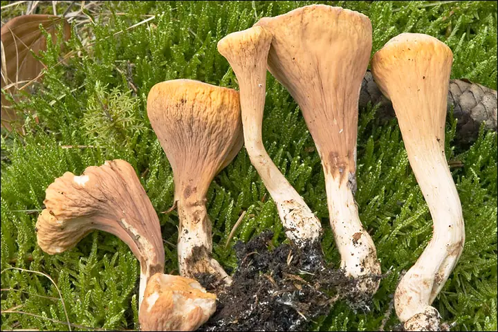Buławka obcięta (Clavariadelphus truncatus)