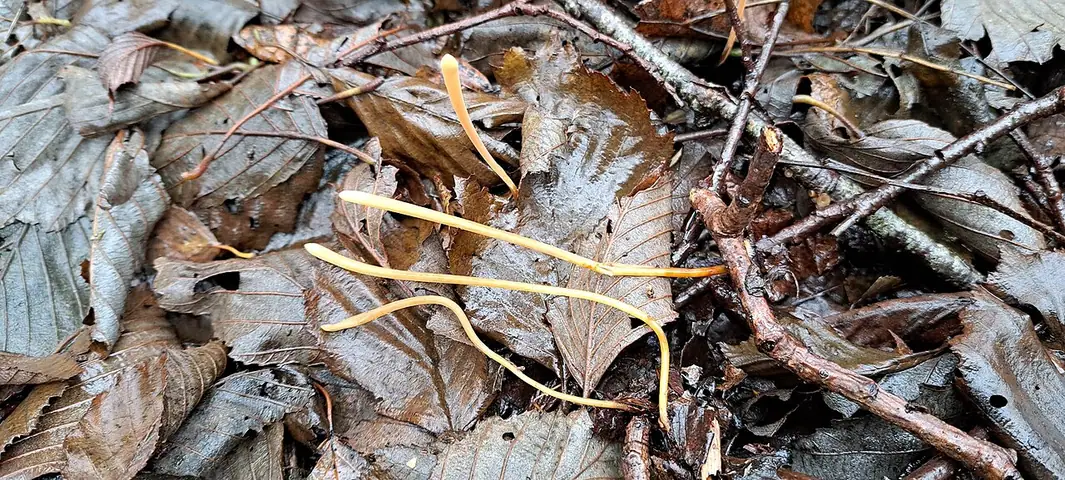 Buławka rurkowata (Typhula fistulosa)