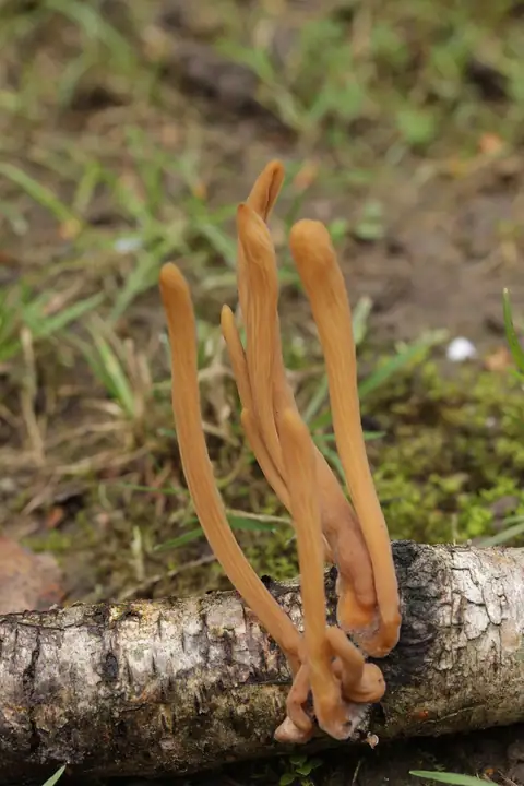 Buławka skręcona (Typhula contorta)