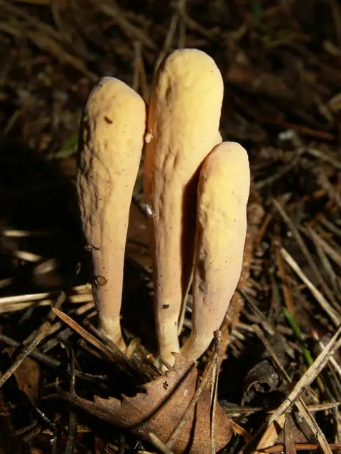 Buławka spłaszczona (Clavariadelphus ligula)