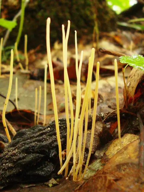Buławniczka sitowa (Macrotyphula juncea)