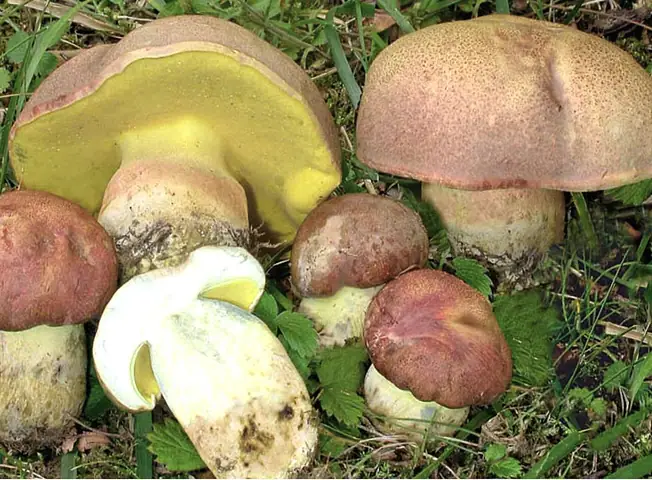Butyriboletus pseudoregius