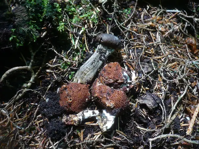 Buzdyganka ciemna (Elaphocordyceps rouxii)