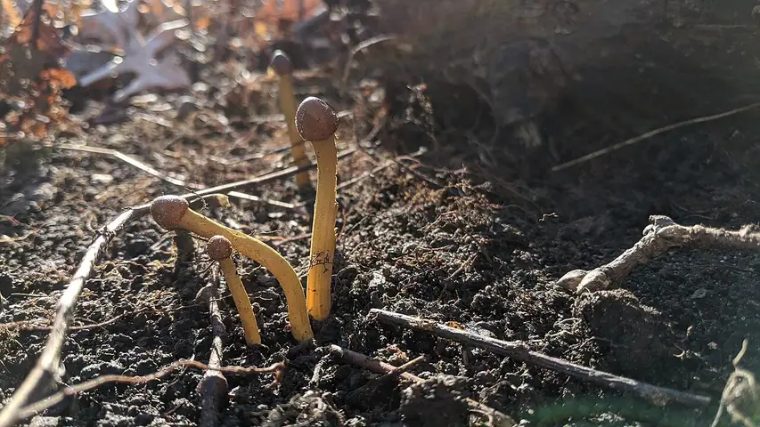 Buzdyganka główkowata (Cordyceps canadensis)