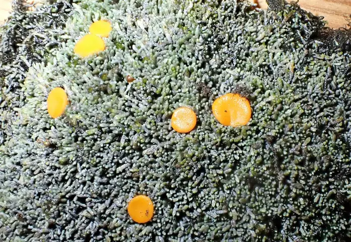 Byssonectria (Byssonectria deformis)