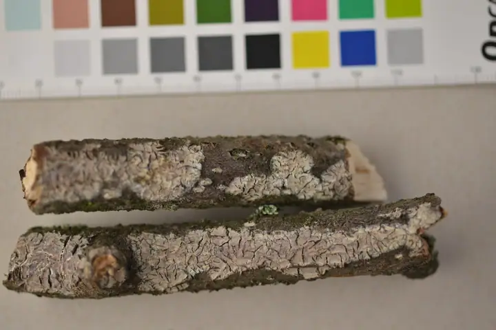 Cabalodontia bresadolae